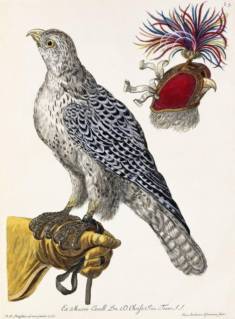 Falconry, Plate 3, from "Deliciae Naturae Selectae", 1771 by Georg Wolfgang Knorr (1705-1761)